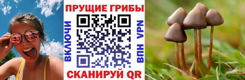 Галлюциногенные грибы мицелий  кракен ONION  Суджа 